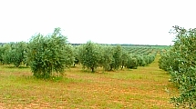 Olive Trees