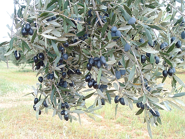 Kalamata Olives